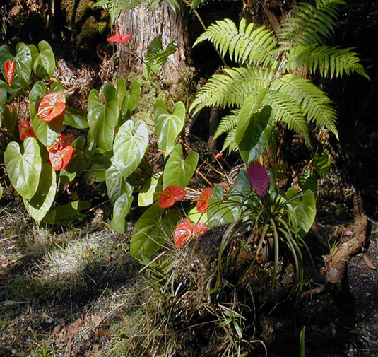 Volcano, HI : Anthuriums