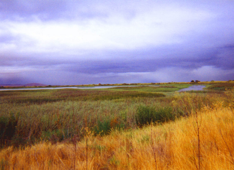 San Rafael, CA: View of Las Galinas Wetlands area