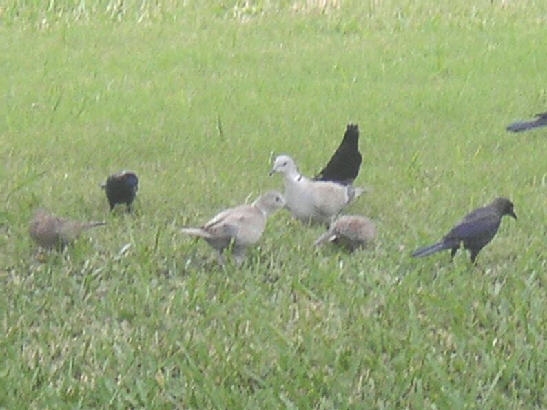 West Palm Beach, FL Birds feeding photo, picture, image (Florida) at