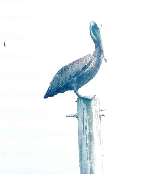 Kure Beach, NC : pelican at kure beach