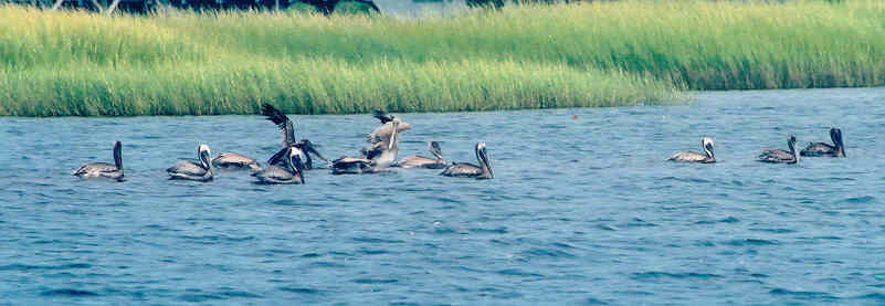 Kure Beach, NC : pelicans at kure