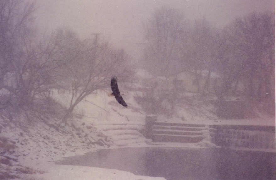 Linn Grove, IA: Linn Grove Dam - Winter Scene - Bald Eagle in Flight Over Little Sioux River