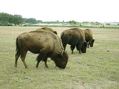 The Villages, FL : Many herds of buffalos in The Villages