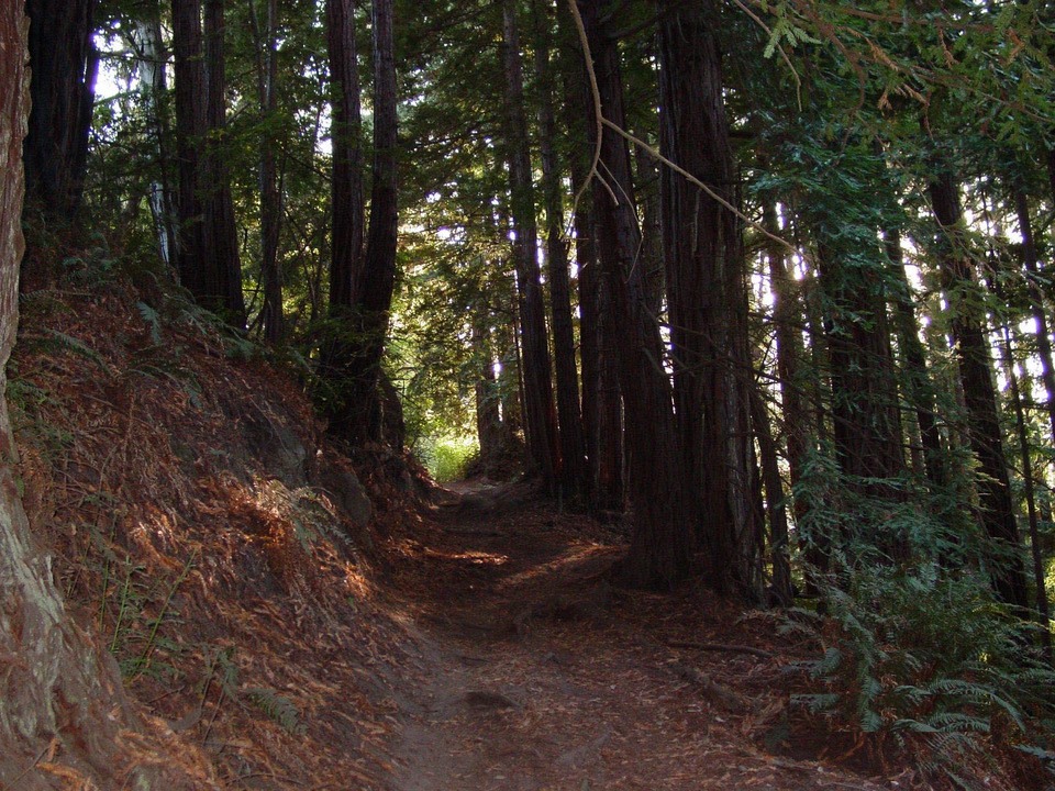 Santa Cruz, CA: Top of the Enchanted Loop Trail at Wilder