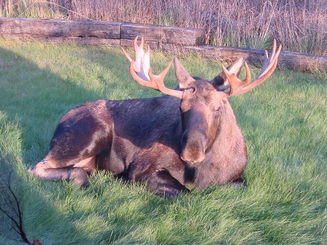 Anchorage, AK : BULL MOOSE Anchorage, Alaska