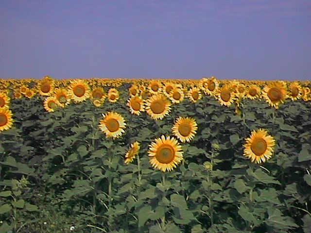 Ellsworth, KS: Kansas sunflowers