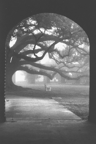 Lafayette, LA: view of oak tree in fog through arched walkway at the University of Louisiana at Lafayette