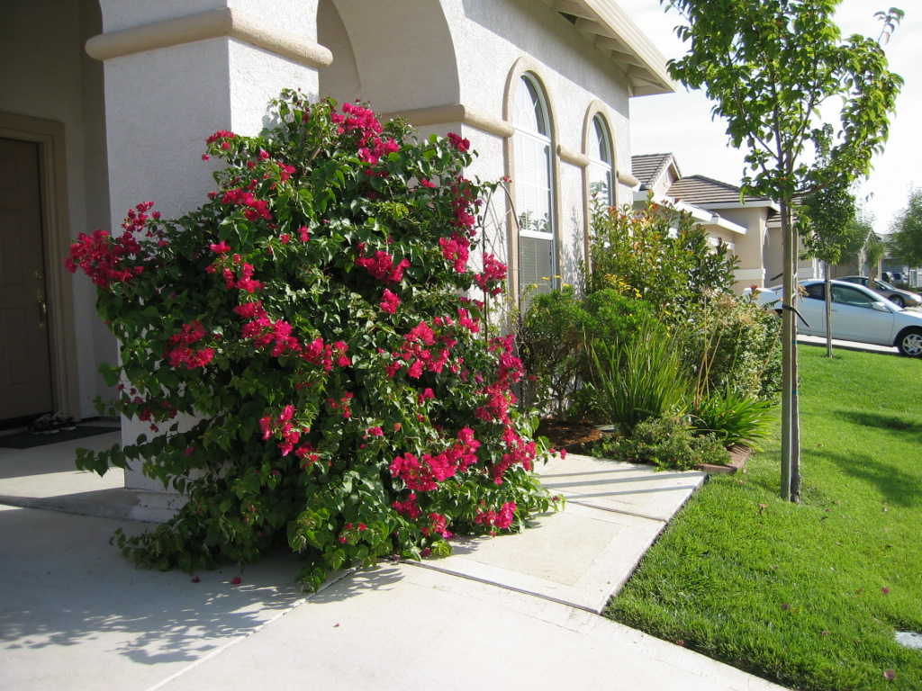 West Sacramento, CA : beautiful house at W.sacramento