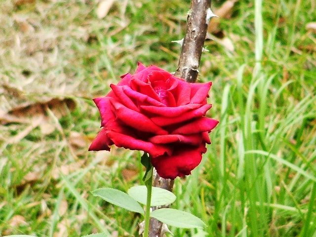Summerville, SC : a Rose in Our yard,Summerville,SC