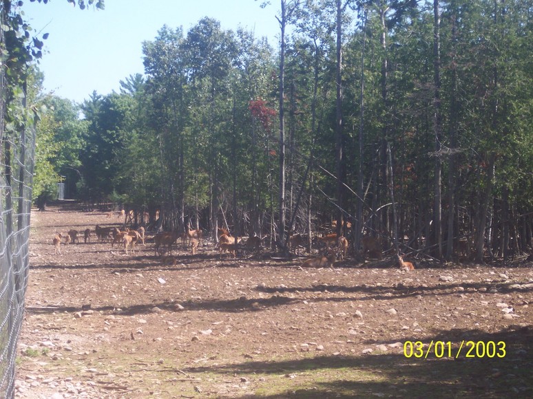Alpena, MI: Presque Isle Game Land - Just North of Alpena near Long Lake - look at all the deer