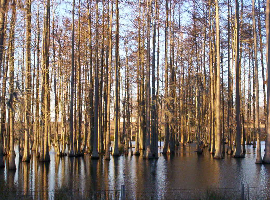 Ashburn, GA : swamp