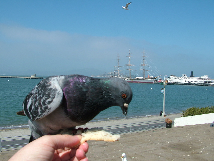 San Francisco, CA: Feeding the pigeons. San Francisco Bay