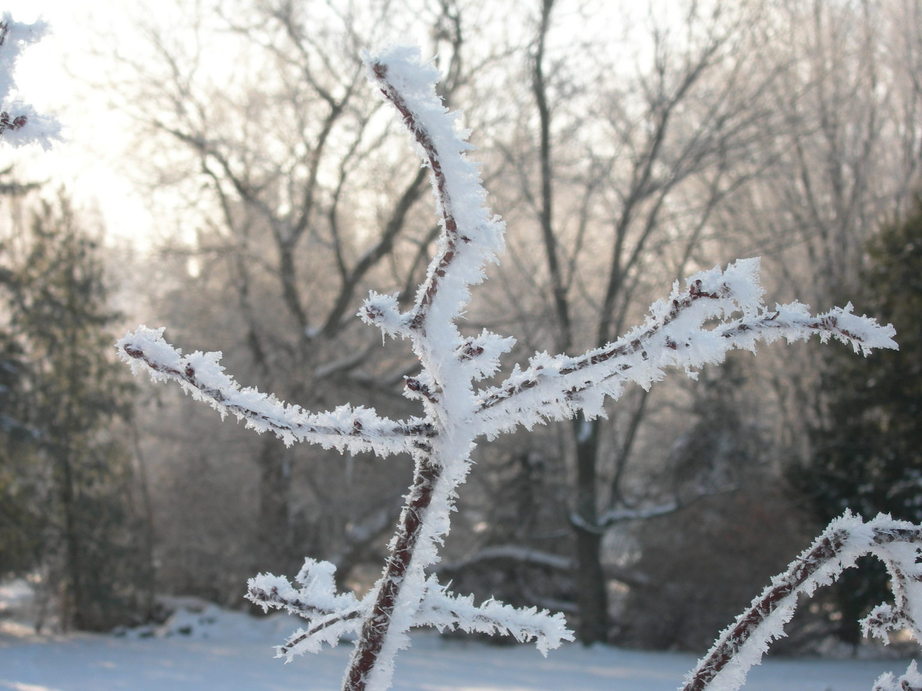 Platteville, WI : Frosty Morning