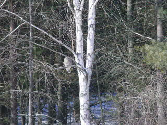 Breed, WI: owl on hwy 64 near white potato lake