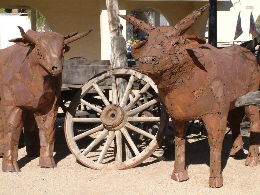 Cave Creek, AZ: bulls at frontier town