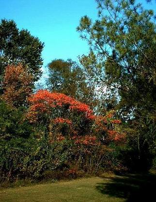 McMinnville, TN : Nature's Painting