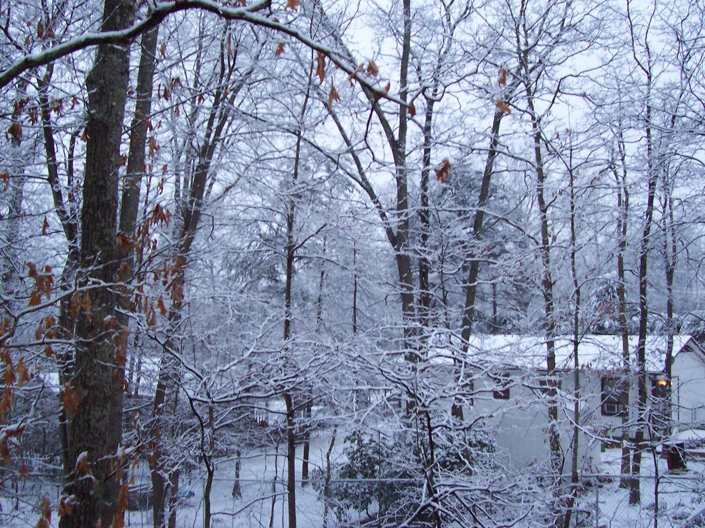 Black Mountain, NC: Snowy Wonderland, Black Mtn., NC, 2006, just outside Asheville, NC