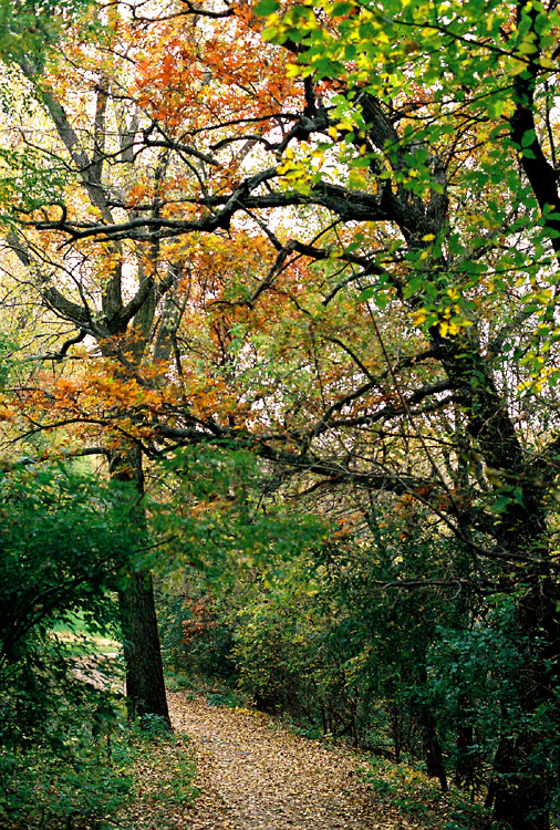Minnetonka, MN : A fall colored path in a small park in Minnetonka, MN