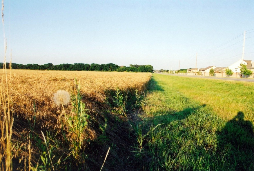 Andover, KS: Wheat field on 21st Street, Andover KS