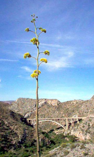 Superior, AZ : Queen Creek Bridge