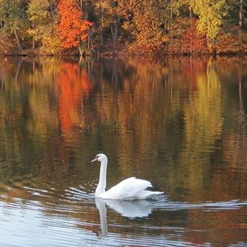 Logan, OH : Lake Logan Swans