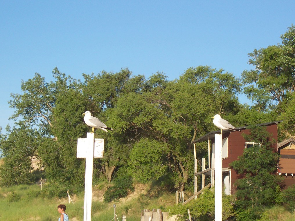Porter, IN : View of porter dunes