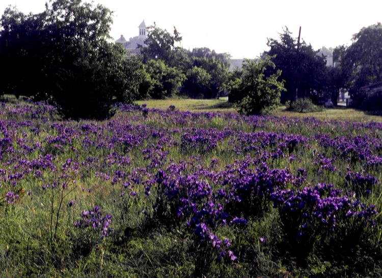 Anderson, TX : Downtown Bluebells