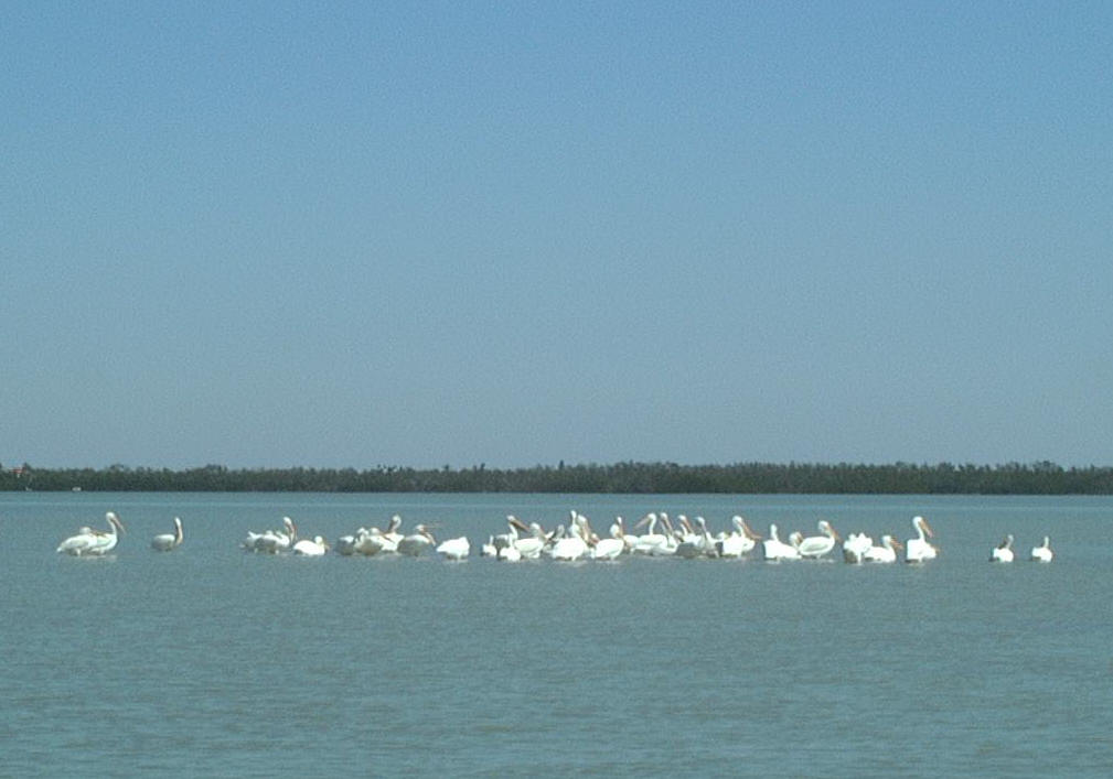 Marco Island, FL: White Pelicans Marco Island