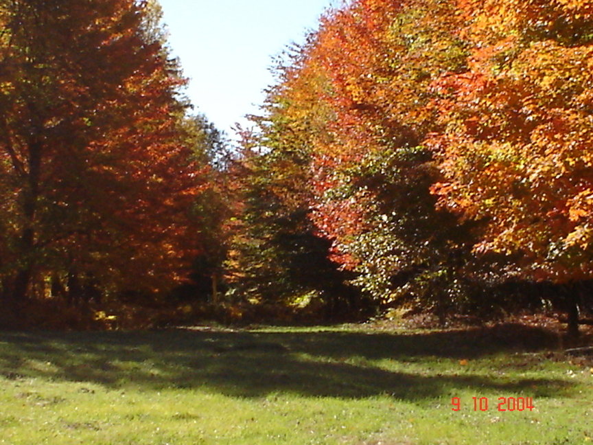 Kingsley, MI: The most beautiful fall. Fall 2004