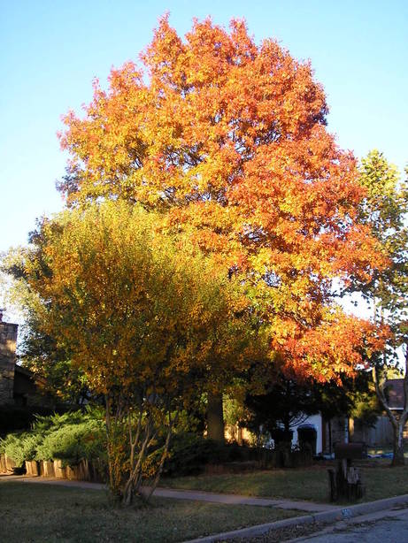 Edmond, OK : Autumn in Edmond