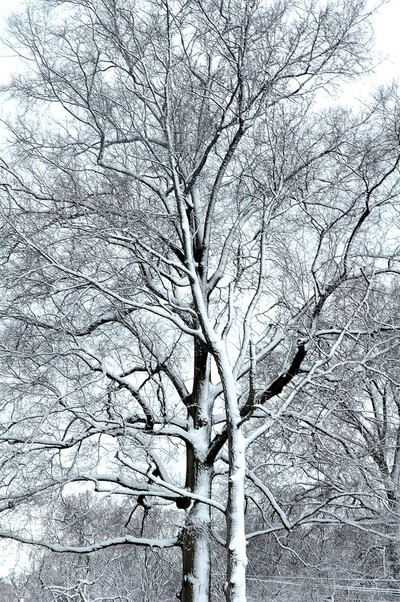Essex, MD : Snowfall