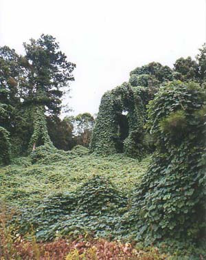 Athens-Clarke County, GA : The ubiquitous Athens kudzu