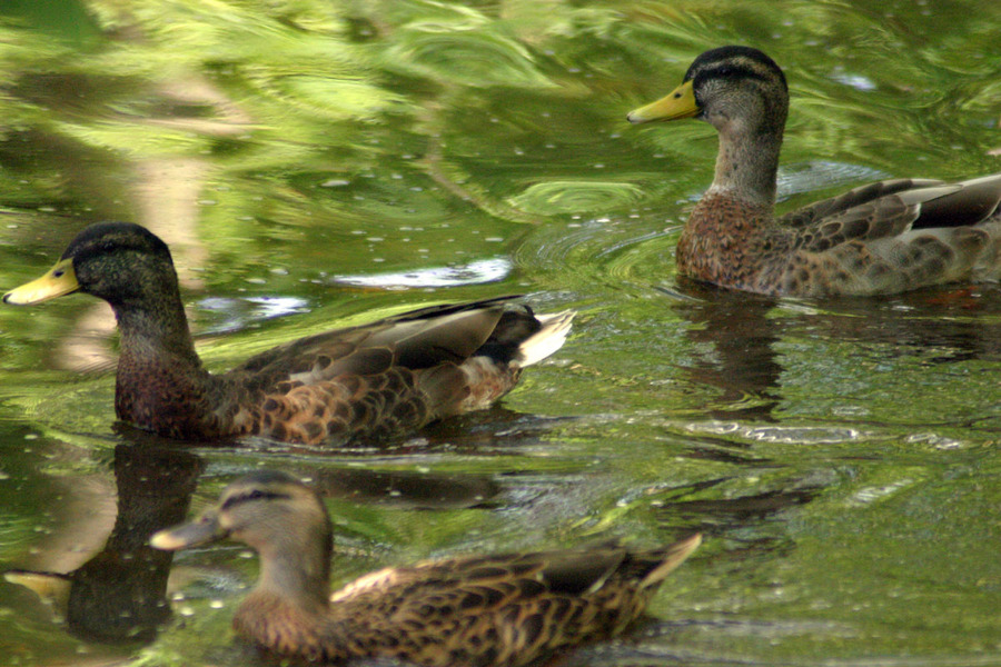 Cedarburg, WI: ducks in milwaukee river, downtown cedarburg