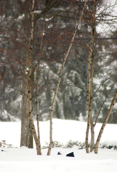 Mequon, WI : good old mequon