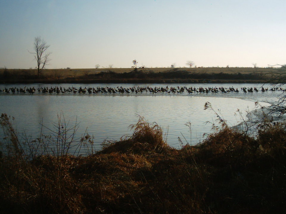 Seymour, IA : WildGeese on lake at Seymour Park