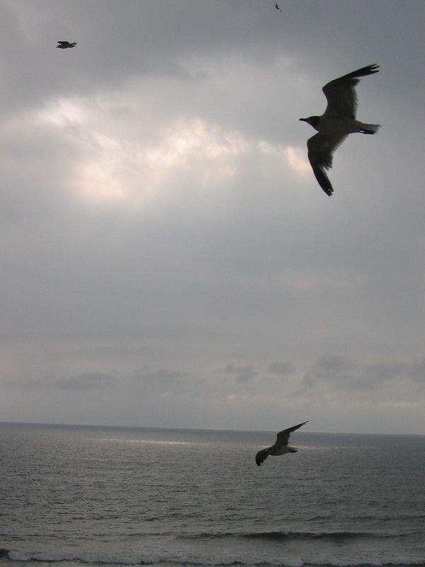 Virginia Beach, VA : Seagulls over the sea