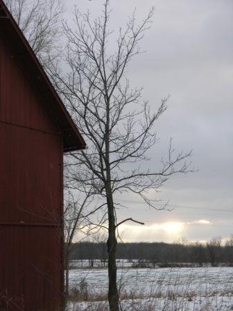 Haslett, MI: A barn sitting on the edge of acres of farm land in the winter.