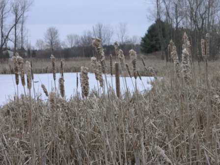 Haslett, MI: Pussywillows growing around a frozen pond in the winter in Haslett, Michigan. User comment: These are cat tails - NOT pussy willows!