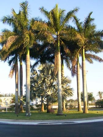 Florida City, FL : Palm trees in Florida City, Florida.