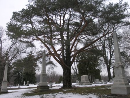 Lansing, MI: A beautiful tree in the Mt. Hope Cemetery in Lansing, Michigan.