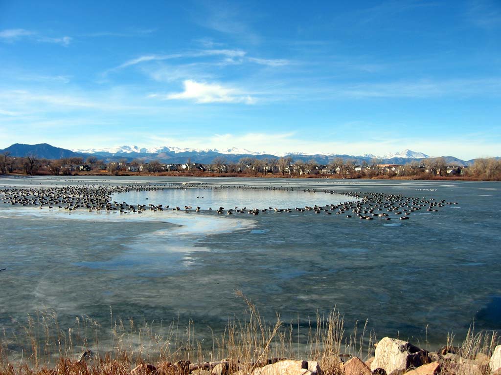 Lafayette, CO: Geese on Waneka Lake