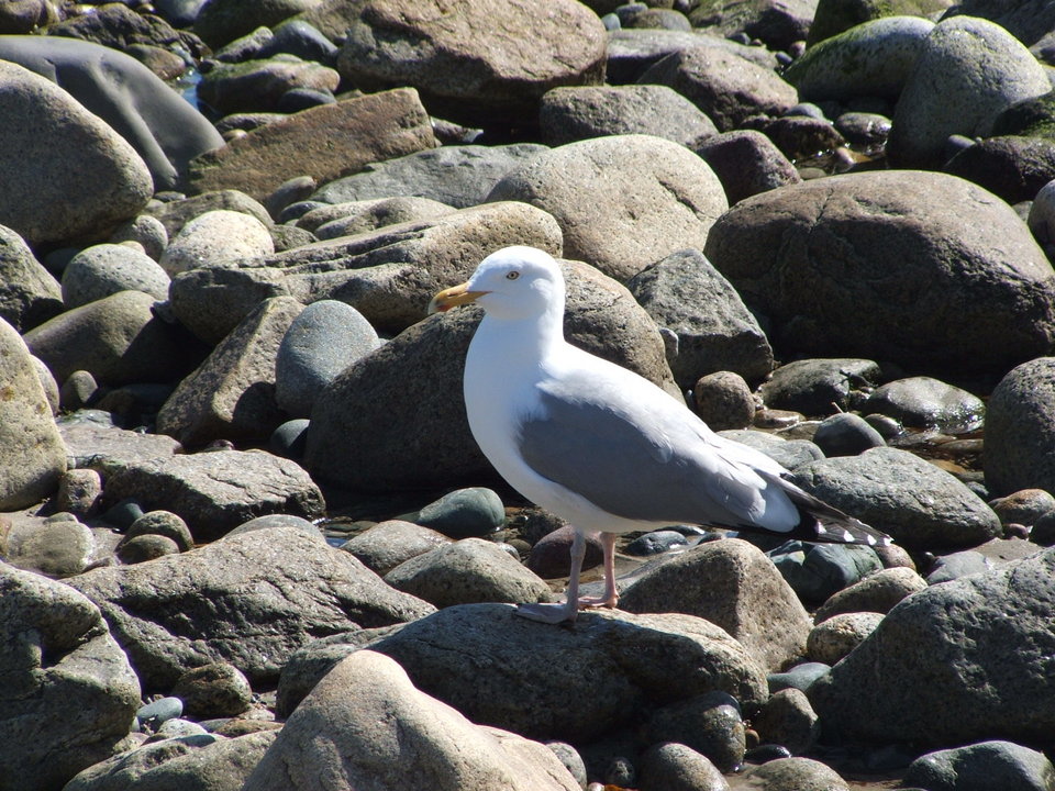 Rockport, MA : Bird on rocks at Rockport