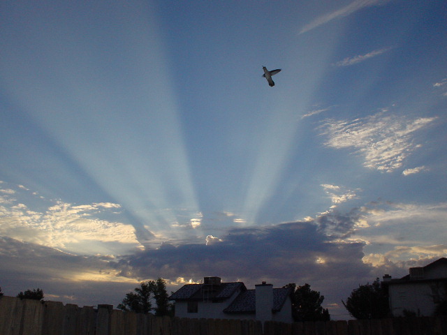 California City, CA : In the wee hours of a day in May 2004 a hummingbird greets the day