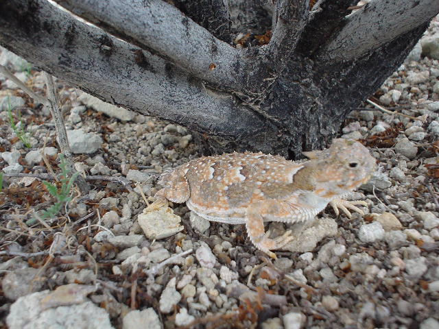 California City, CA : A curious youngster!
