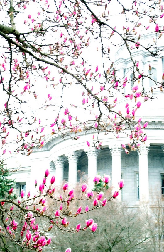 Jefferson City, MO : Springtime at the Missouri State Capitol in Jefferson City