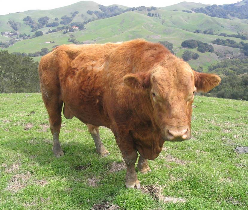 Moraga, CA : STUDLEY THE BULL