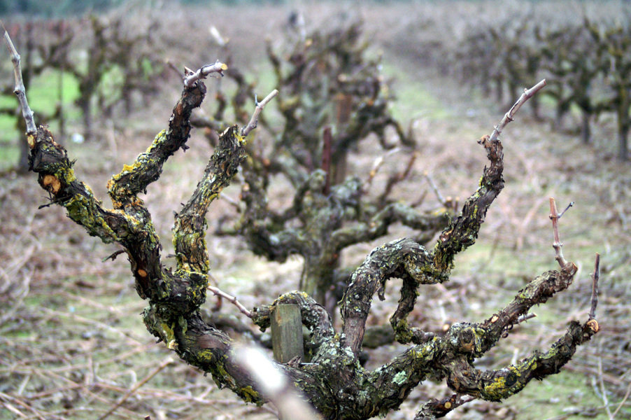 Lodi, CA : grape vineyard east of Lodi