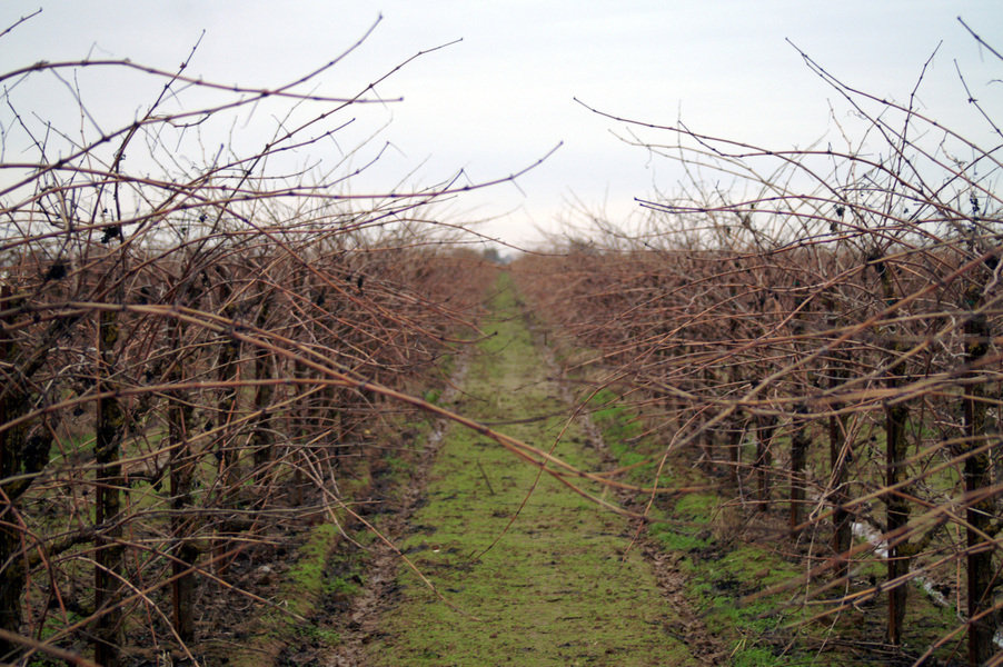 Lodi, CA: grape vineyard east of Lodi