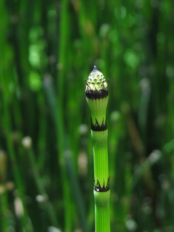 Sulphur, OK : Horsetail at Chickasaw National Recreation Area at Sulphur, Oklahoma
