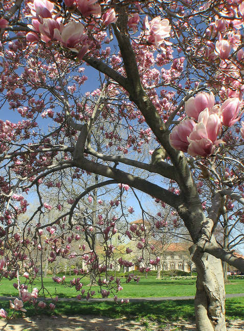 Oberlin, OH : Tappen Square, Oberlin, OH Spring 2006